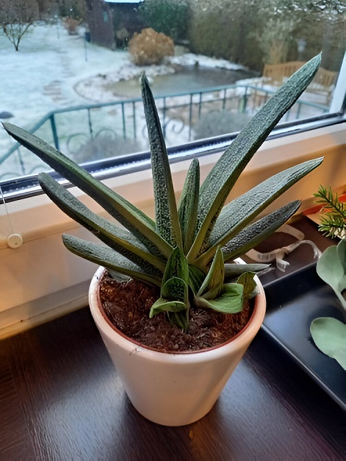 adorable Spiky Succulents 1