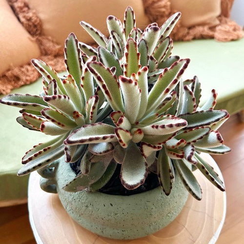 Succulents That Grow Faster in Shallow Containers 6