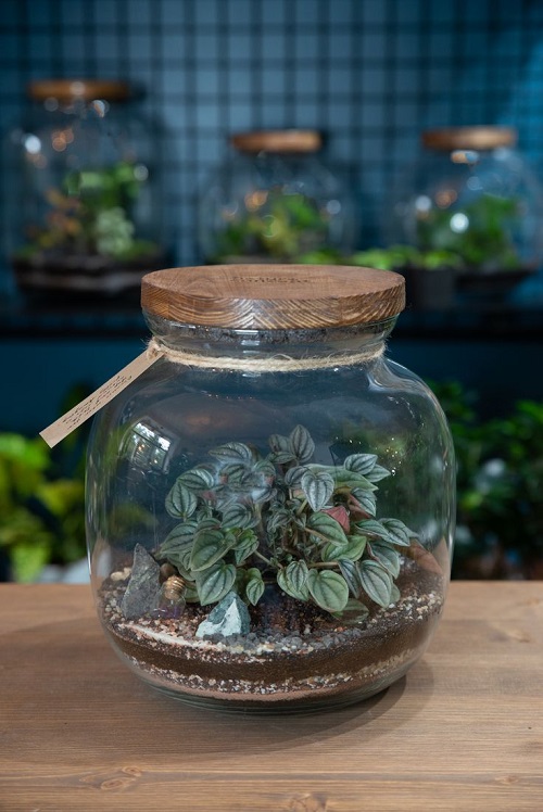 Succulents That Can Grow Inside a Closed Jar 3