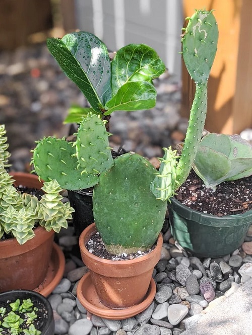 Cacti With the Biggest Spines 8