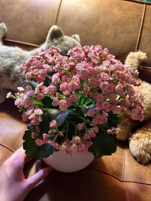 Prune Kalanchoe for a Fuller, Bushier Appearance 1