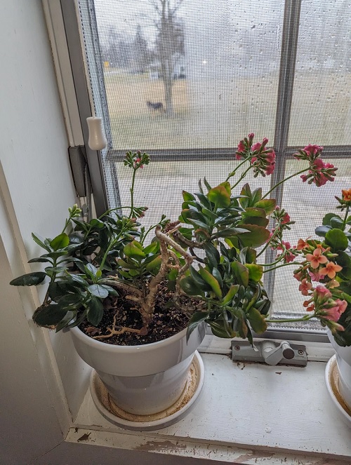 Hard Pruning Your Kalanchoe