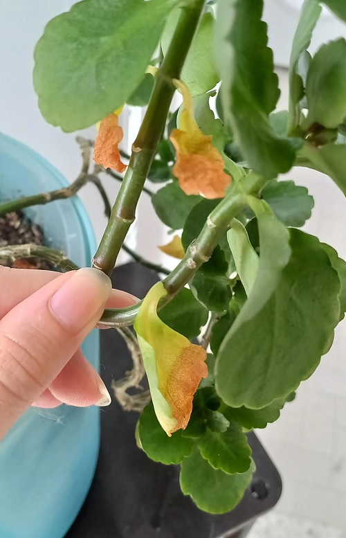 Kalanchoe yellow leaves