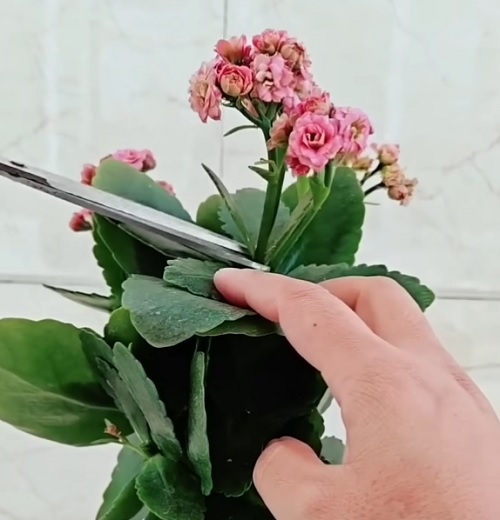 pruning Kalanchoe