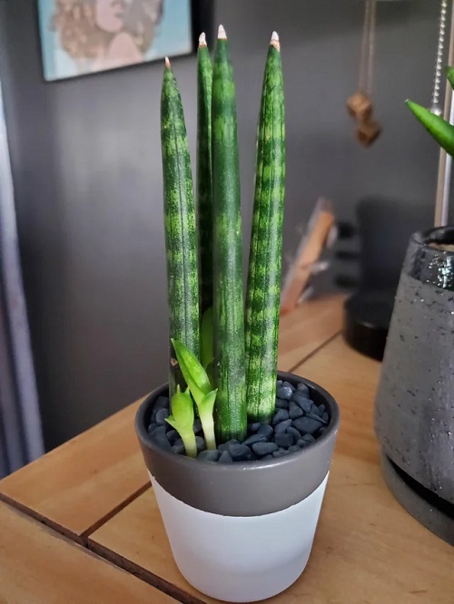 Top Succulents That Can Survive Indoors 12