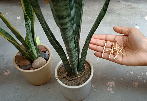 Stick Matchstick In Succulent Soil 2