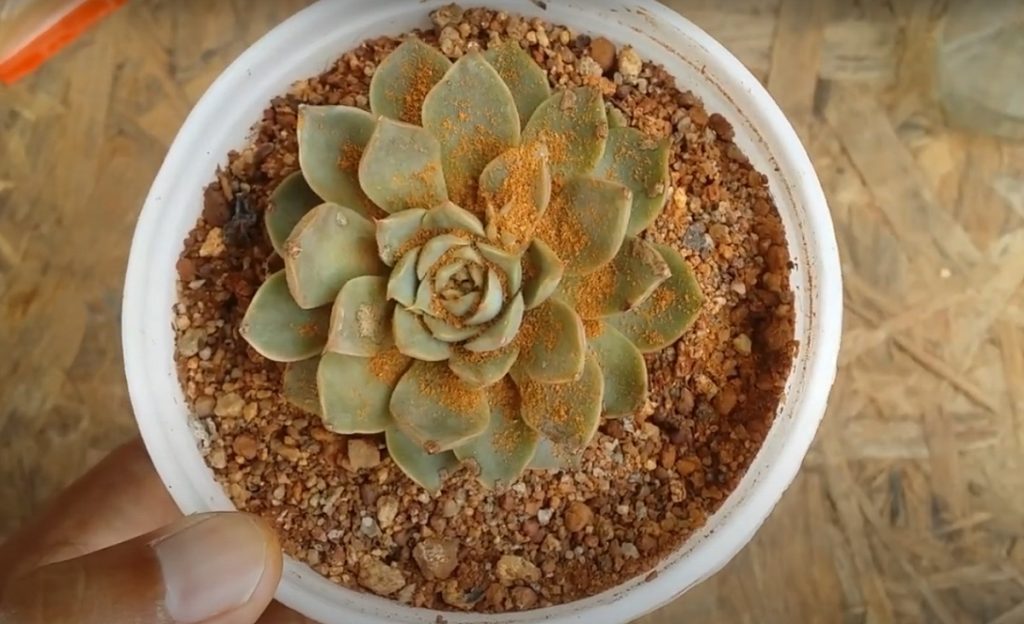 Cinnamon on Succulent Cuts 1