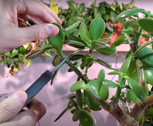 Best Pruning Tricks to Shape a Jade Bonsai Naturally 5