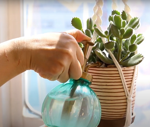 Bear Paw Succulent 5