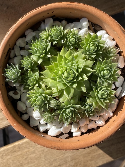 Succulent Produce More Pups 4