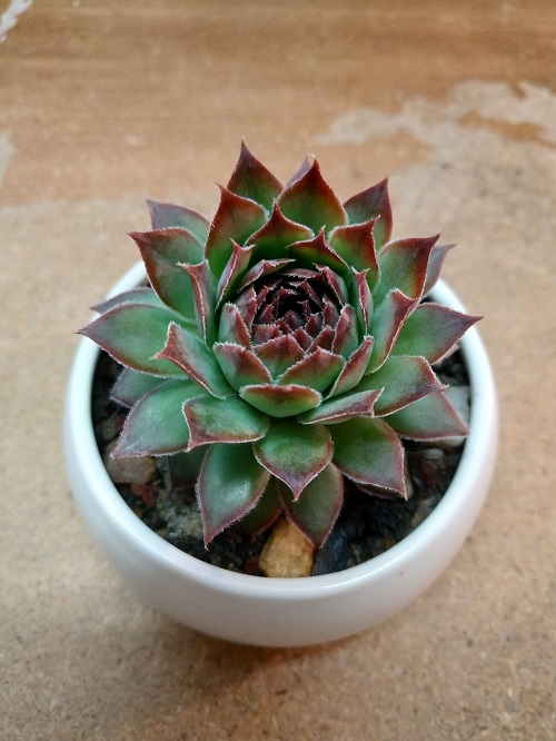 Top Succulents That Can Survive Indoors 14