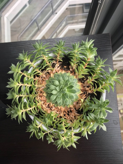 Succulents That Do Best in Corner Tables 7