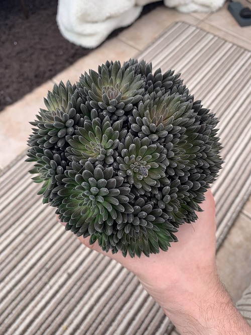 Best Succulents According to Zodiac Signs 9