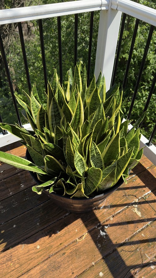 Snake Plants on the Balcony