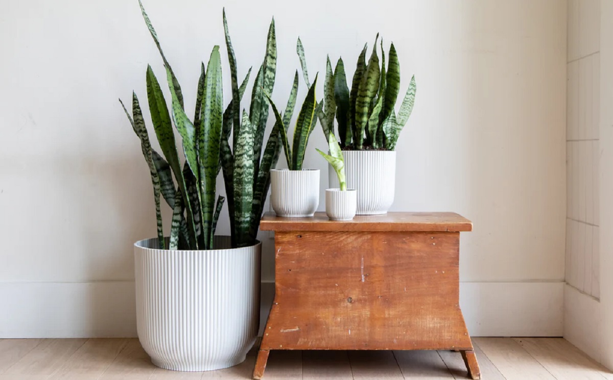 What is the Best Summer Spot for a Snake Plant 1