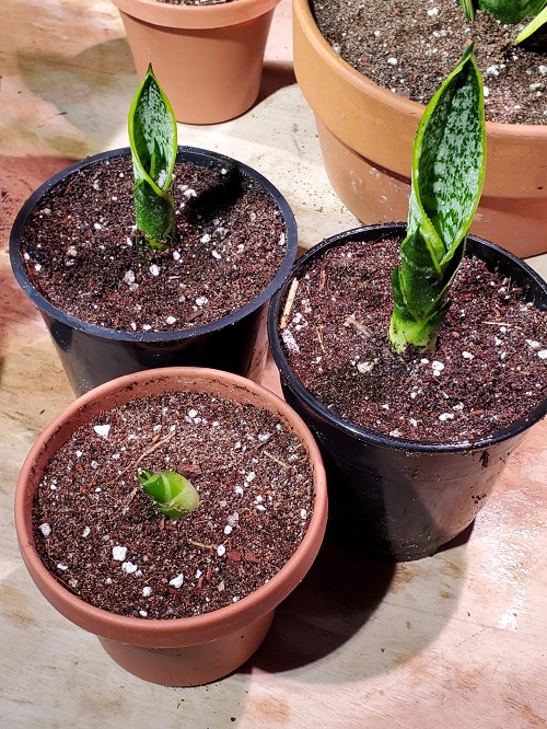 How to Trigger New Shoots on Snake Plants Without Using Fertilizer