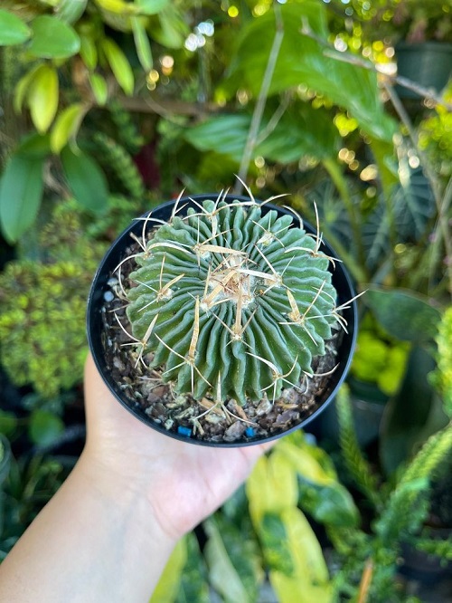 Cacti With the Biggest Spines 4