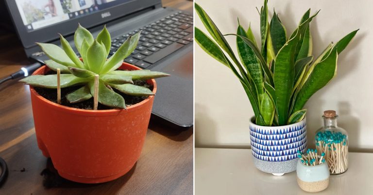 Growing Stick Stick Matchsticks To Your Succulent Soil and They’ll Grow Like Crazy ...