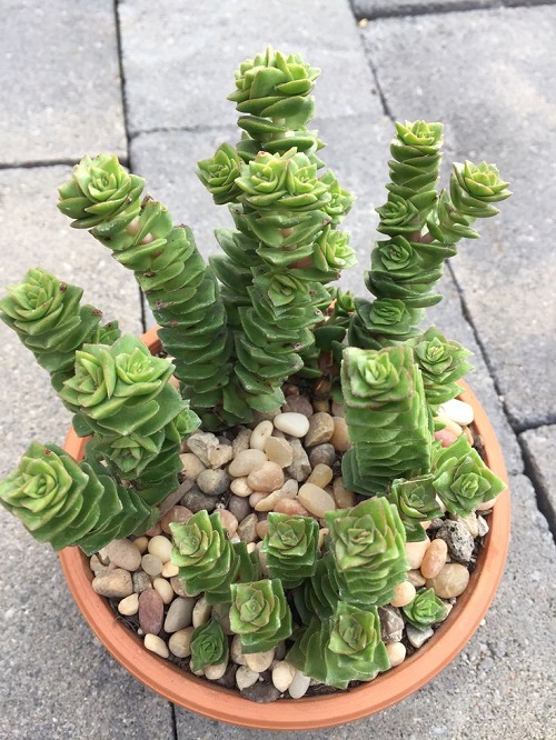Succulents That Grow Faster in Shallow Containers 7