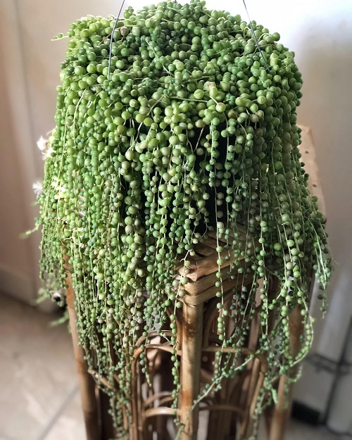 String of Pearls on table