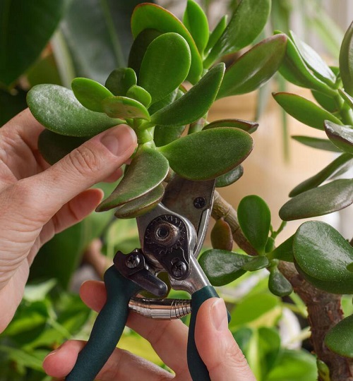 Succulent prune
