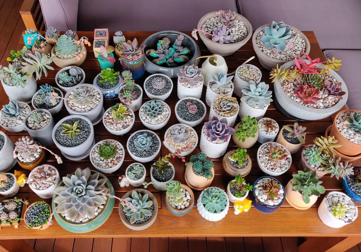 One Trick They Teach You in Succulent Masterclass But It’s Absolutely Free