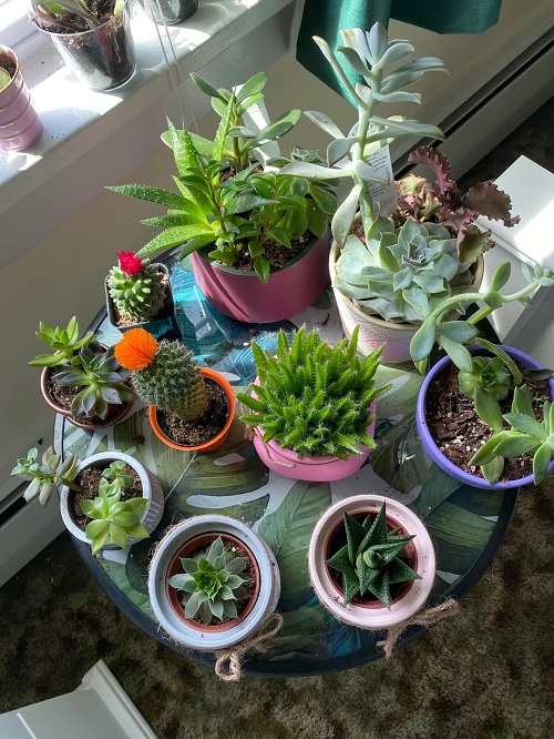succulents near window