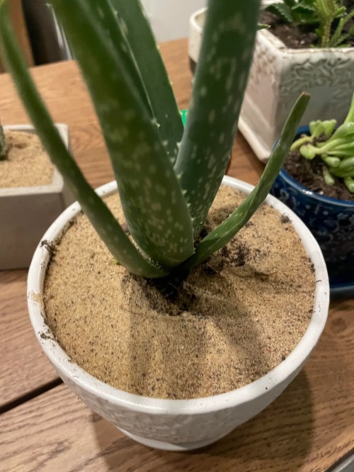 succulents sand on top
