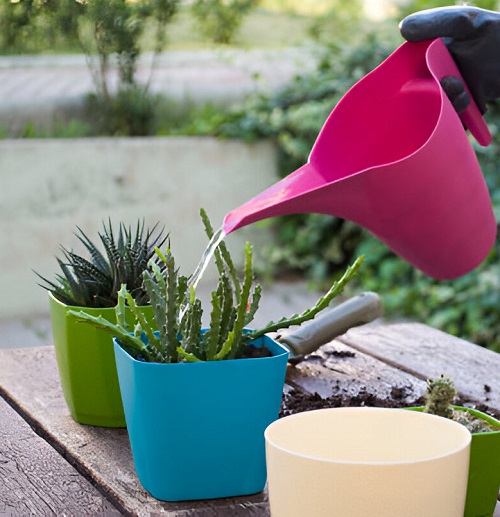 Things You Should Always Do Before Watering Any Succulent