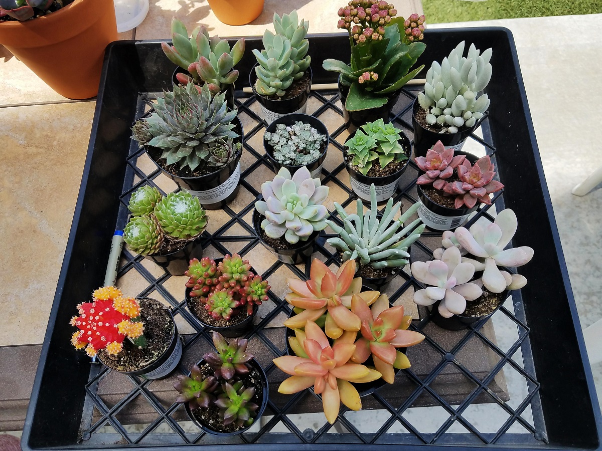 Things You Should Always Do Before Watering Any Succulent
