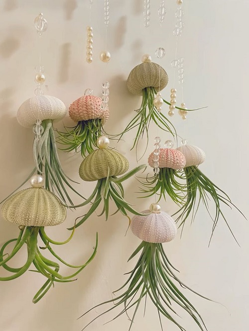Best Succulents According to Zodiac Signs 8