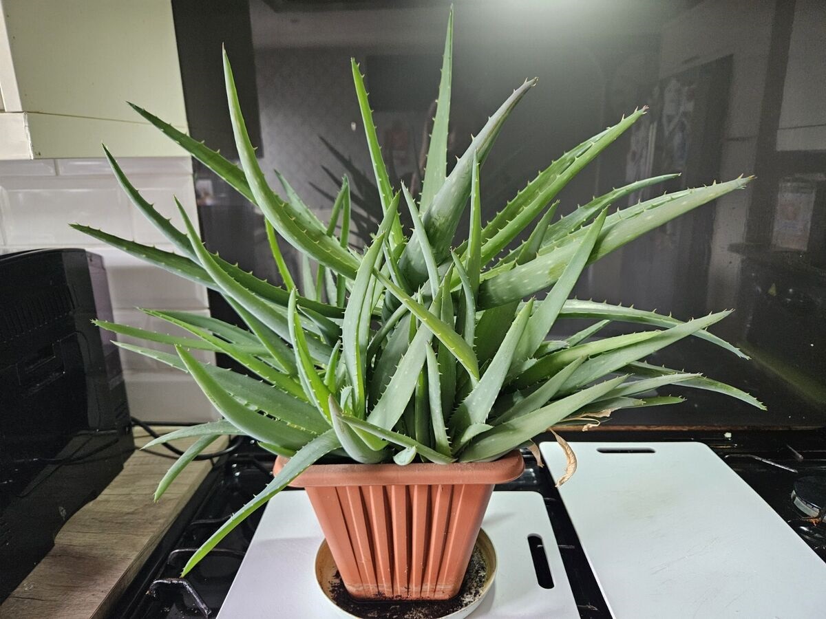 How to Grow an Aloe Vera Plant So Big, You’ll Need to Share Pups