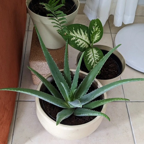 Aloe Vera Plant in pot