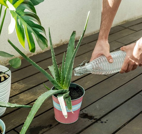 watering Aloe Vera Plant