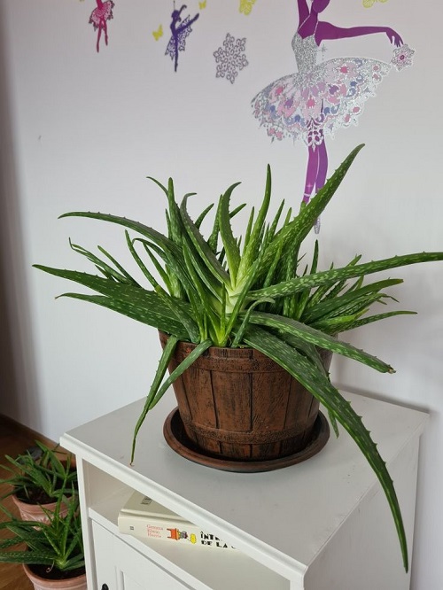 Top Succulents That Can Survive Indoors 8