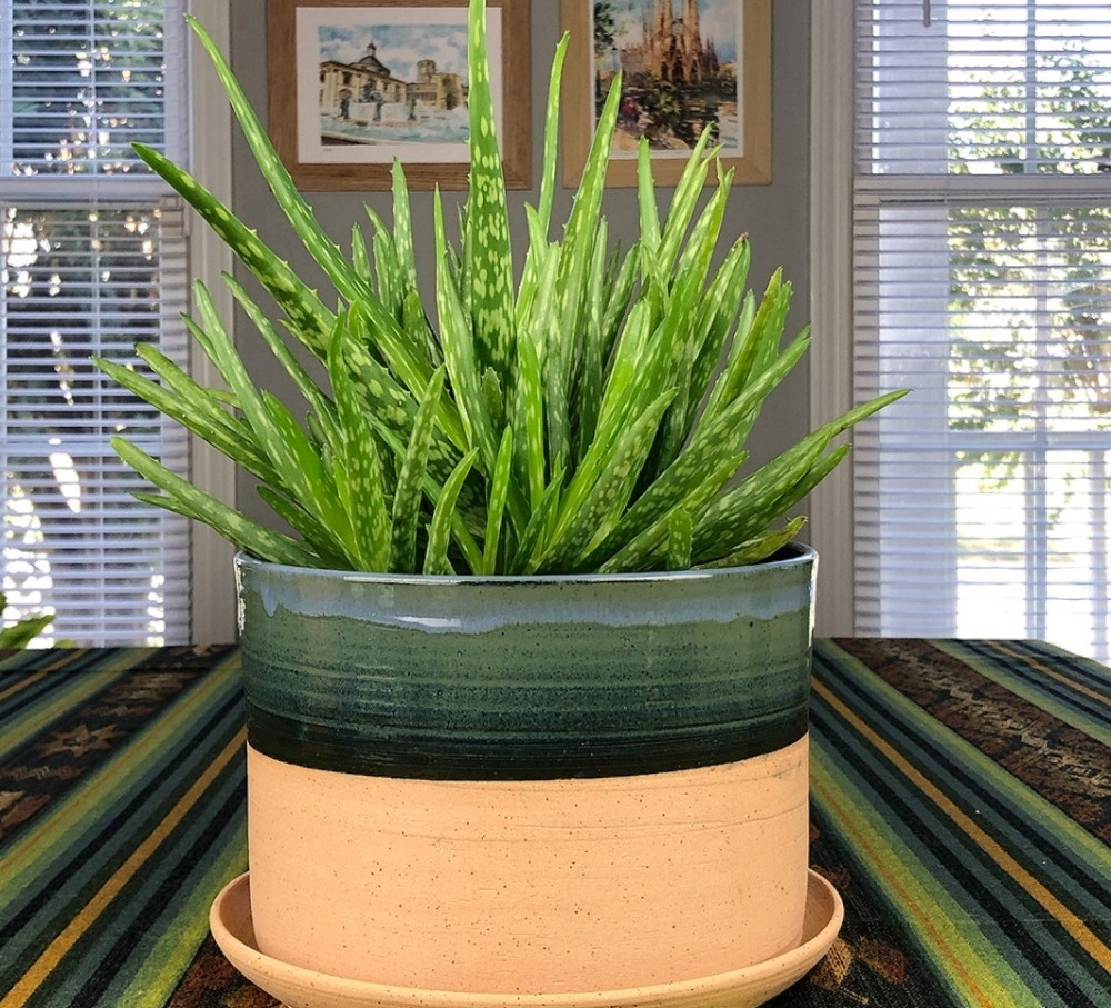 Growing Aloe Vera Indoors