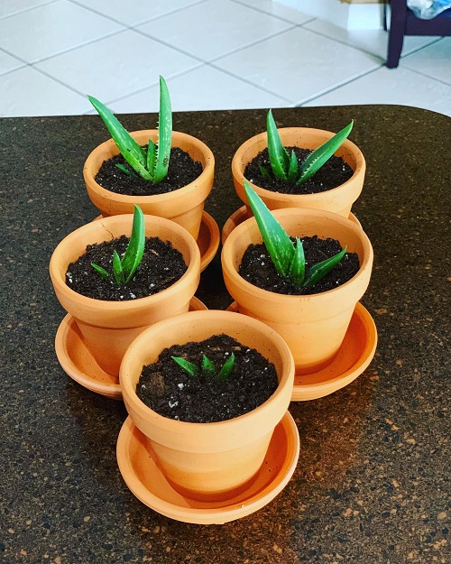 Aloe Vera Plant pups
