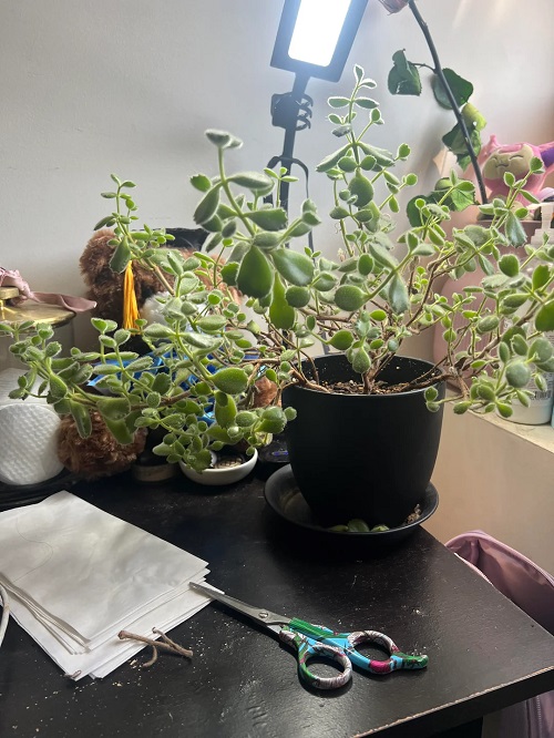 Bear Paw Succulent 6