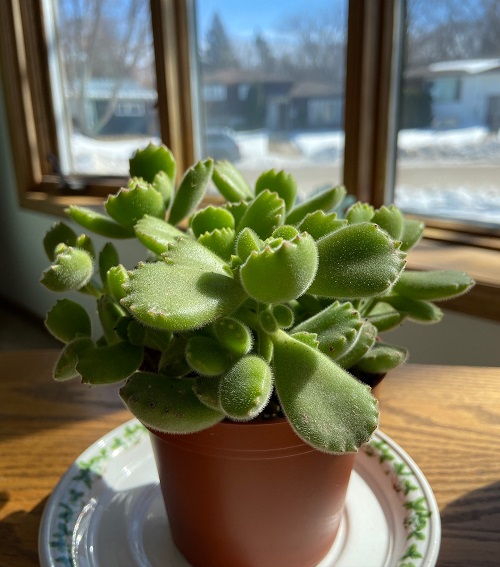 Bear Paw Succulent Looking Sparse 3