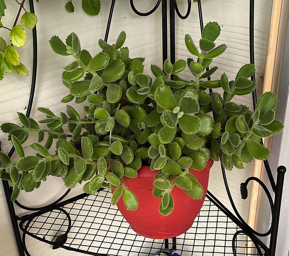 Bear Paw Succulent 1
