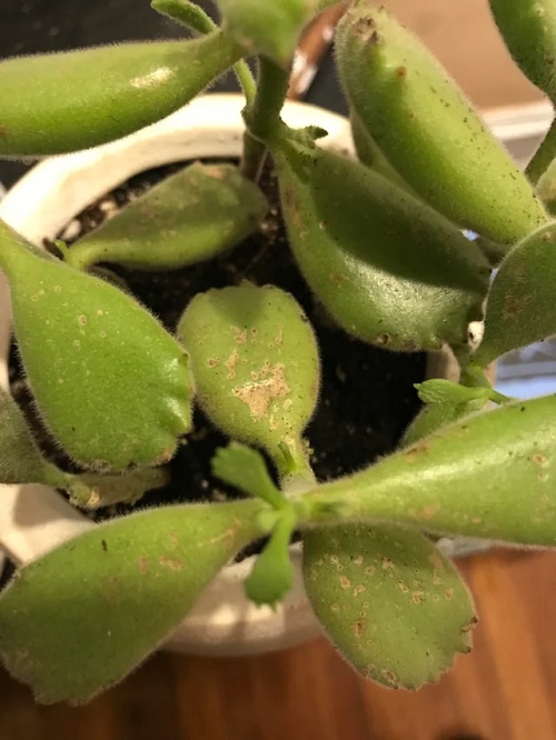 Bear Paw Succulent 8