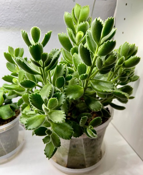 Bear Paw Succulent 7