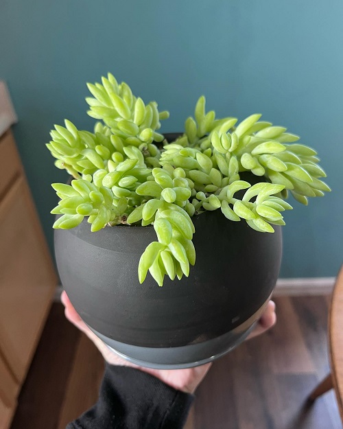 Top Succulents That Can Survive Indoors 2