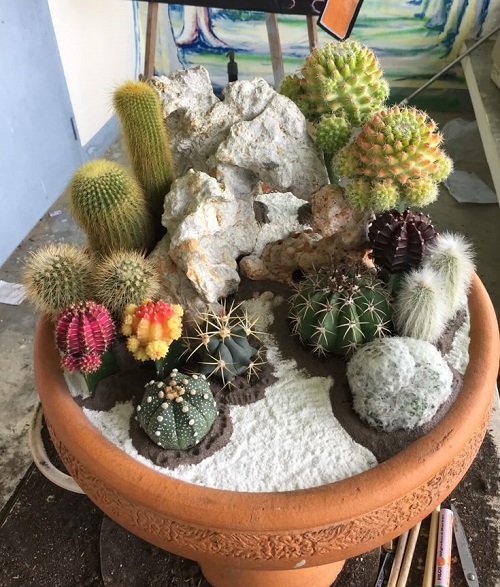Best Succulents According to Zodiac Signs 5