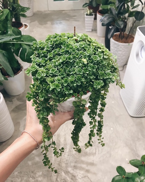 Succulents That Grow Faster in Shallow Containers 3