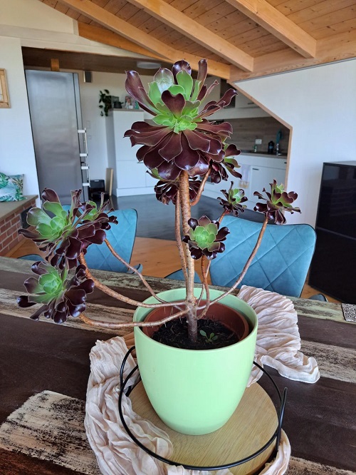 Best Spots to Place Black Rose Succulent 2