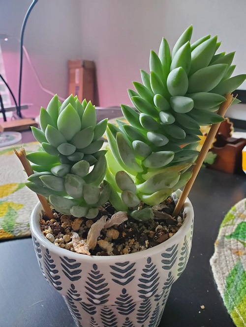 Chopstick Trick for succulents 2