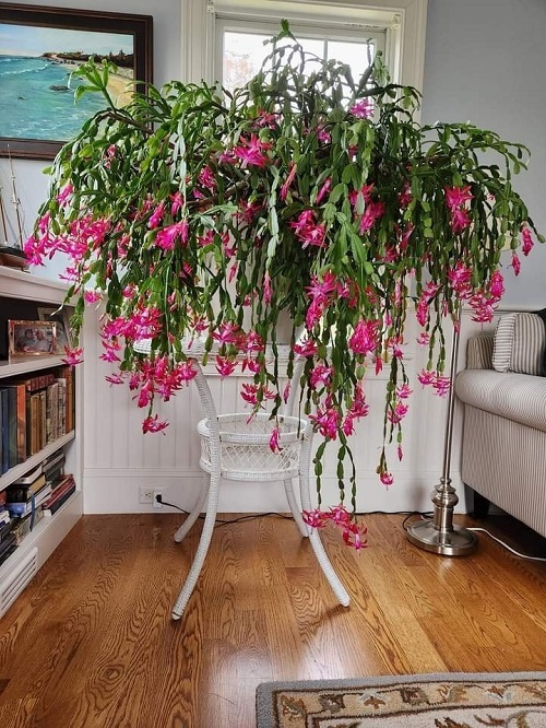 Christmas Cactus