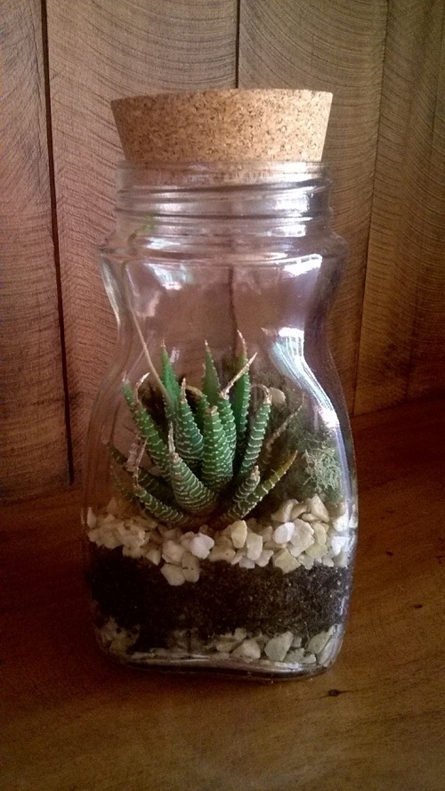 Succulents That Can Grow Inside a Closed Jar 1