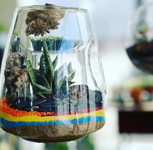 Succulents That Can Grow Inside a Closed Jar2
